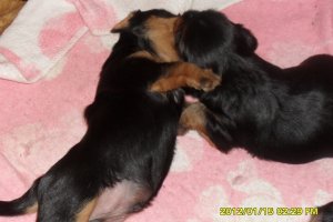 szczeniaczki-rasa silki.